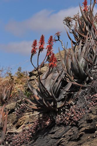 Aloe cryptopoda (Aloe cryptopoda)