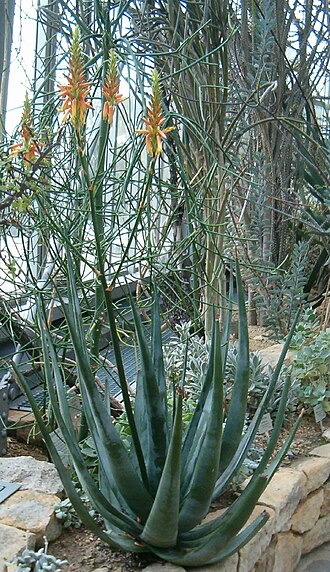 Aloe cryptopoda: Location: Botanical Gardens Berlin Dahlem Xerophyt
