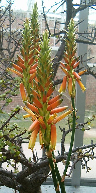 Aloe cryptopoda: Location: Botanical Gardens Berlin Dahlem Xerophyt