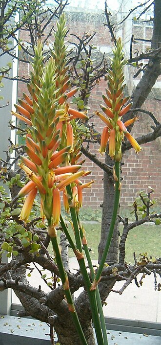 Aloe cryptopoda: Location: Botanical Gardens Berlin Dahlem Xerophyt