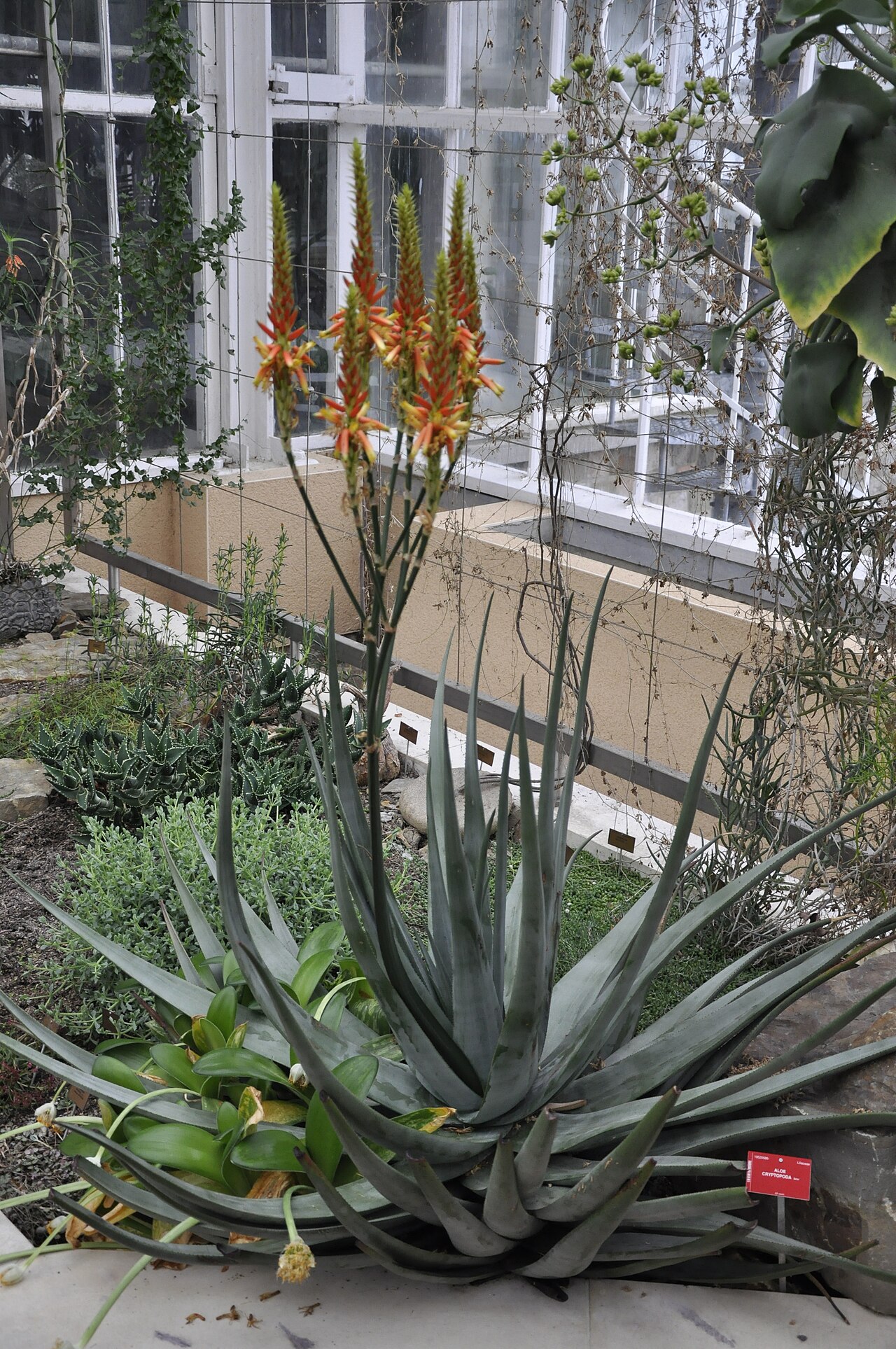 Aloe cryptopoda: Aloe cryptopoda in de Nationale Plantentuin te Meise, België
