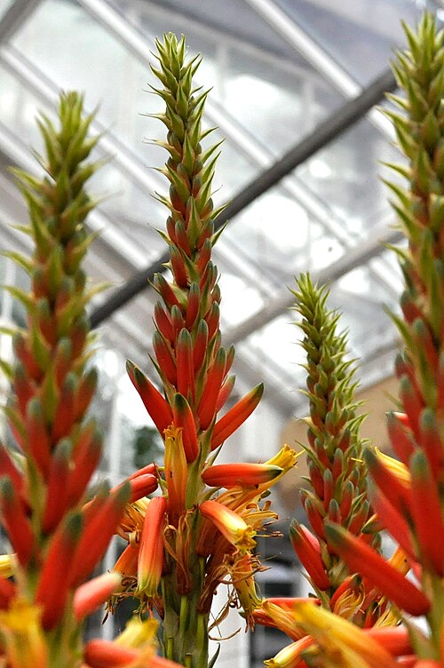 Aloe cryptopoda: Aloe cryptopoda in de Nationale Plantentuin te Meise, België
