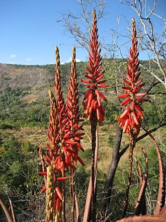 Aloe cryptopoda: Aloe cryptopoda in the foothills of the Gorongosa Mountain in Mozambique, 1000 m.a.s.