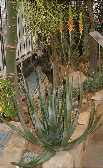 Aloe cryptopoda (Aloe cryptopoda)