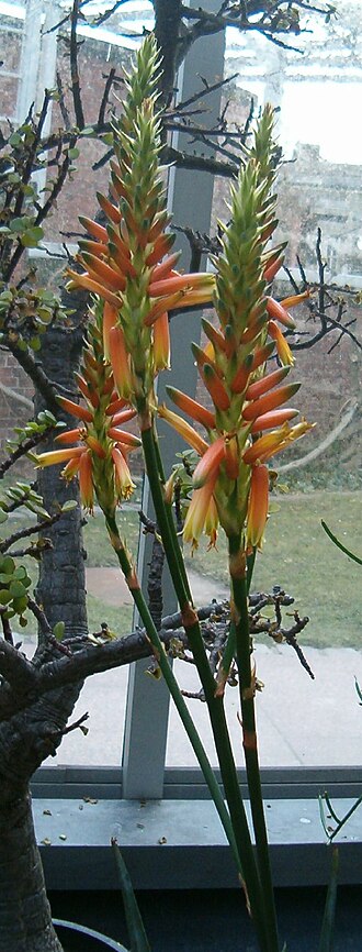 Aloe cryptopoda: Location: Botanical Gardens Berlin Dahlem Xerophyt