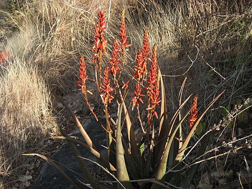 Aloe cryptopoda: Flowering Aloe cryptopoda close to Mount Gorongosa in Mozambique