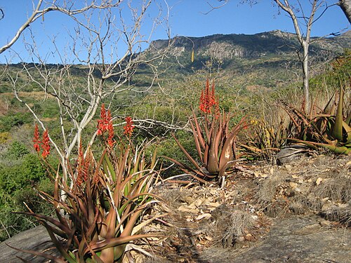 Aloe cryptopoda: Aloe cryptopoda in the foothills of Mount Gorongosa, close to Gorongosa National Park in Sofala province of Mozambique, 1000 m.a.s.