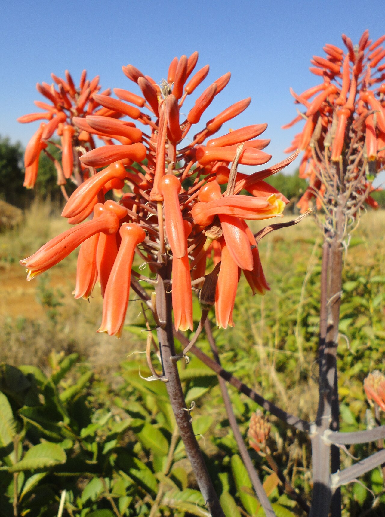 Aloe davyana: Inflorescence of a Spotted Aloe, near Louwsburg, KwaZulu-Natal