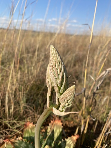 Aloe davyana (Aloe davyana)