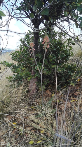 Aloe davyana (Aloe davyana)
