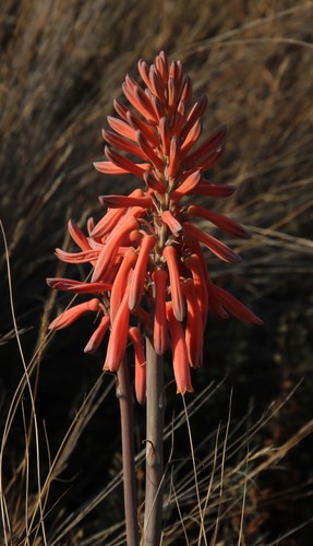 Aloe davyana (Aloe davyana)