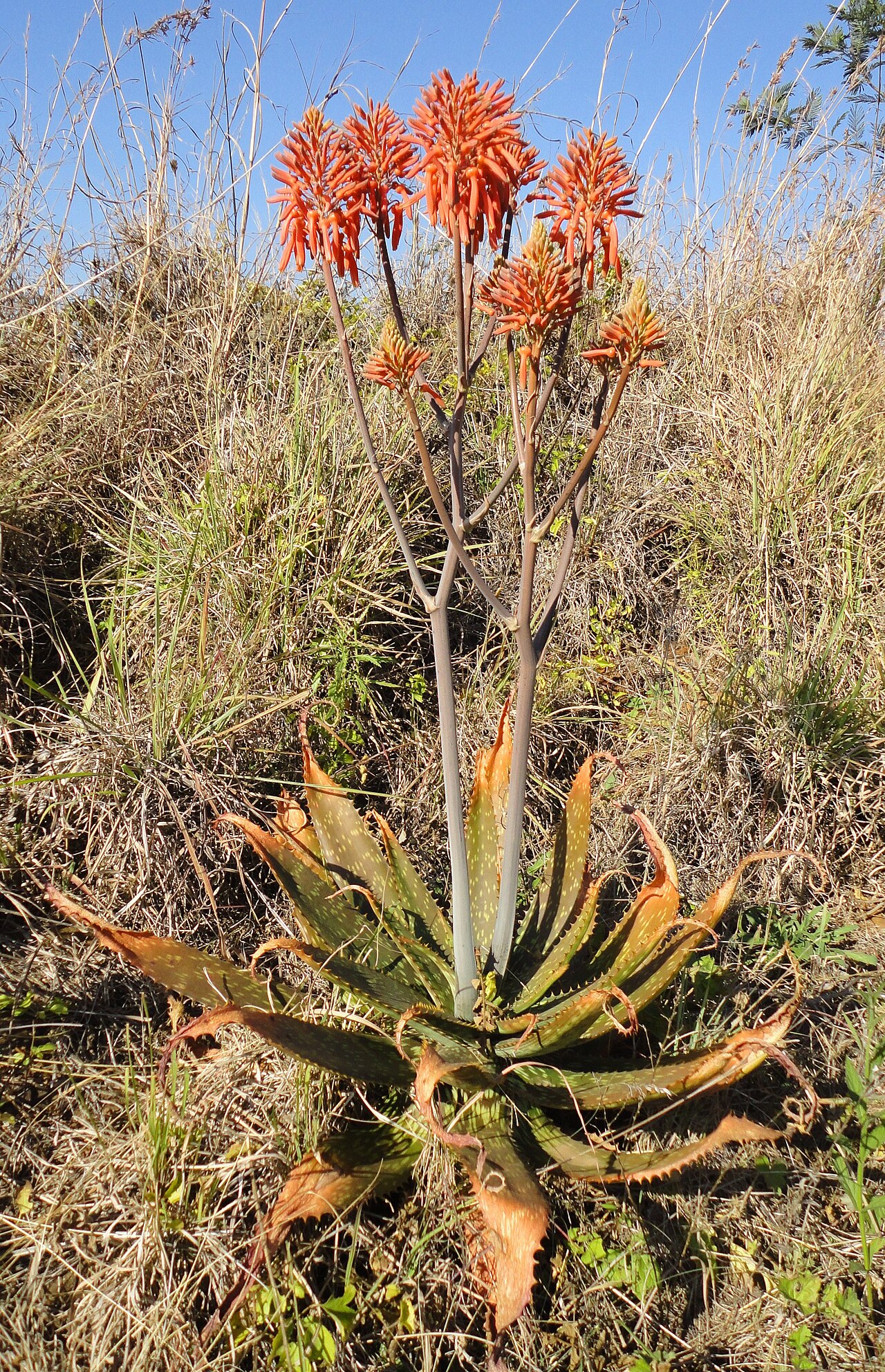 Aloe davyana: A Spotted aloe growing on grassy roadside near Louwsburg, KwaZulu-Natal
