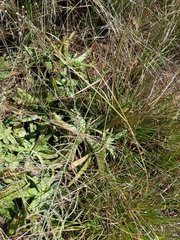 Aloe davyana (Aloe davyana)