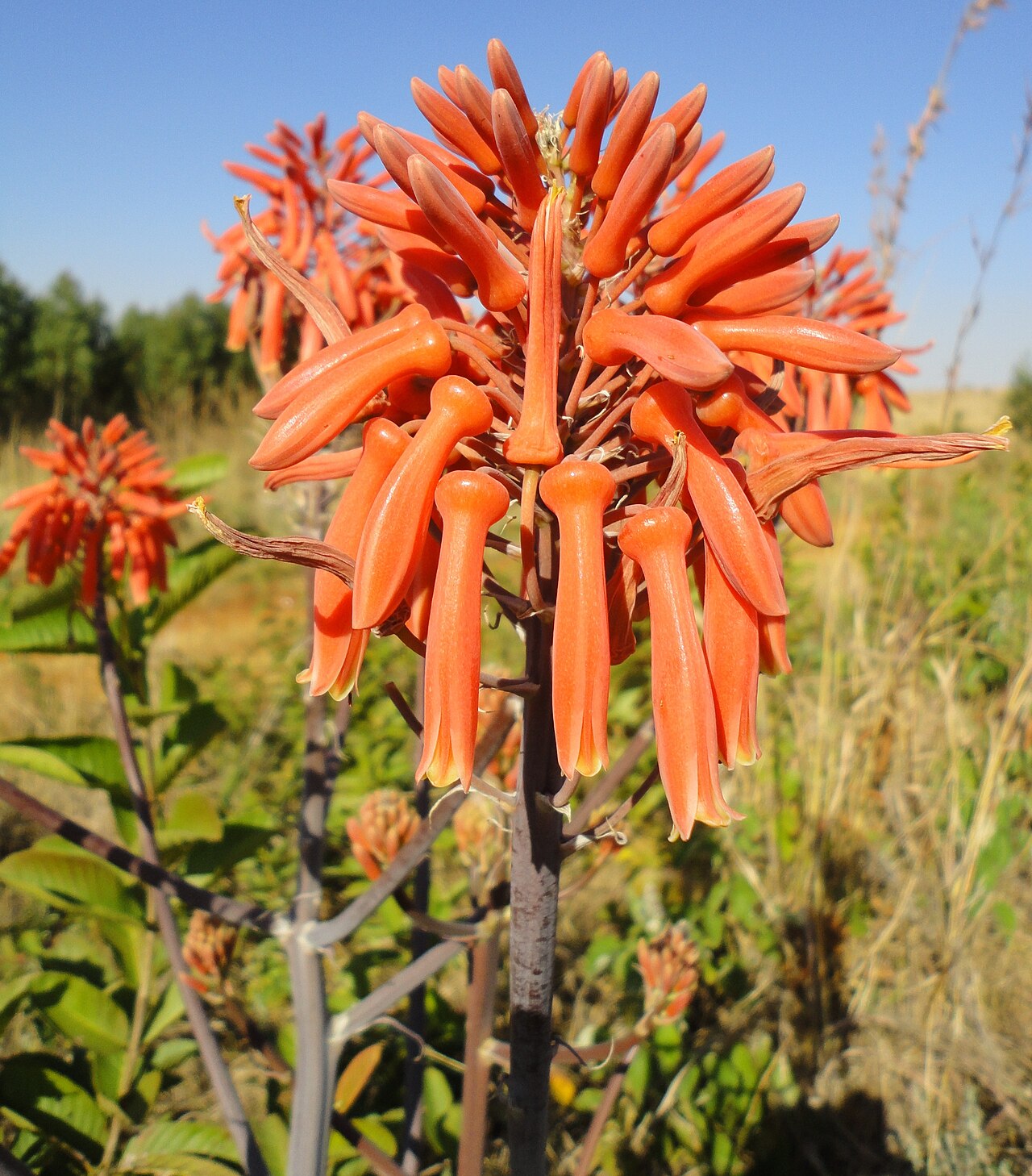 Aloe davyana: Inflorescence of a Spotted Aloe, near Louwsburg, KwaZulu-Natal