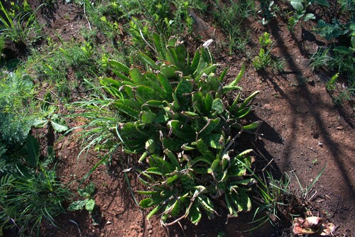 Aloe davyana (Aloe davyana)
