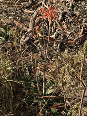 Aloe davyana (Aloe davyana)