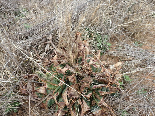 Aloe davyana (Aloe davyana)