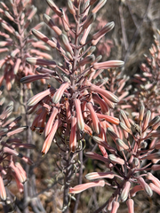 Aloe davyana (Aloe davyana)