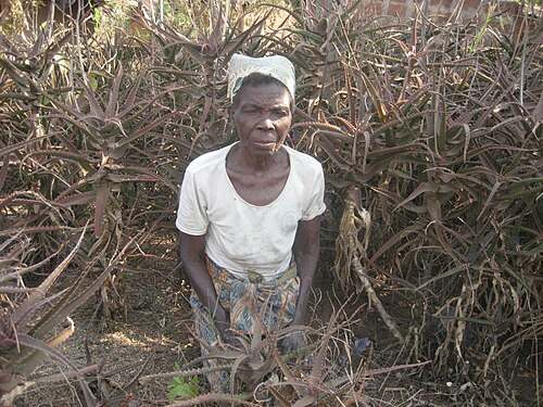 Dawe's aloe.: Berta Nkura, a widow of a traditional healer, posing inbetween her cultivated plants of Aloe dawei. She used the leaves of these plants to prevent and treat chi