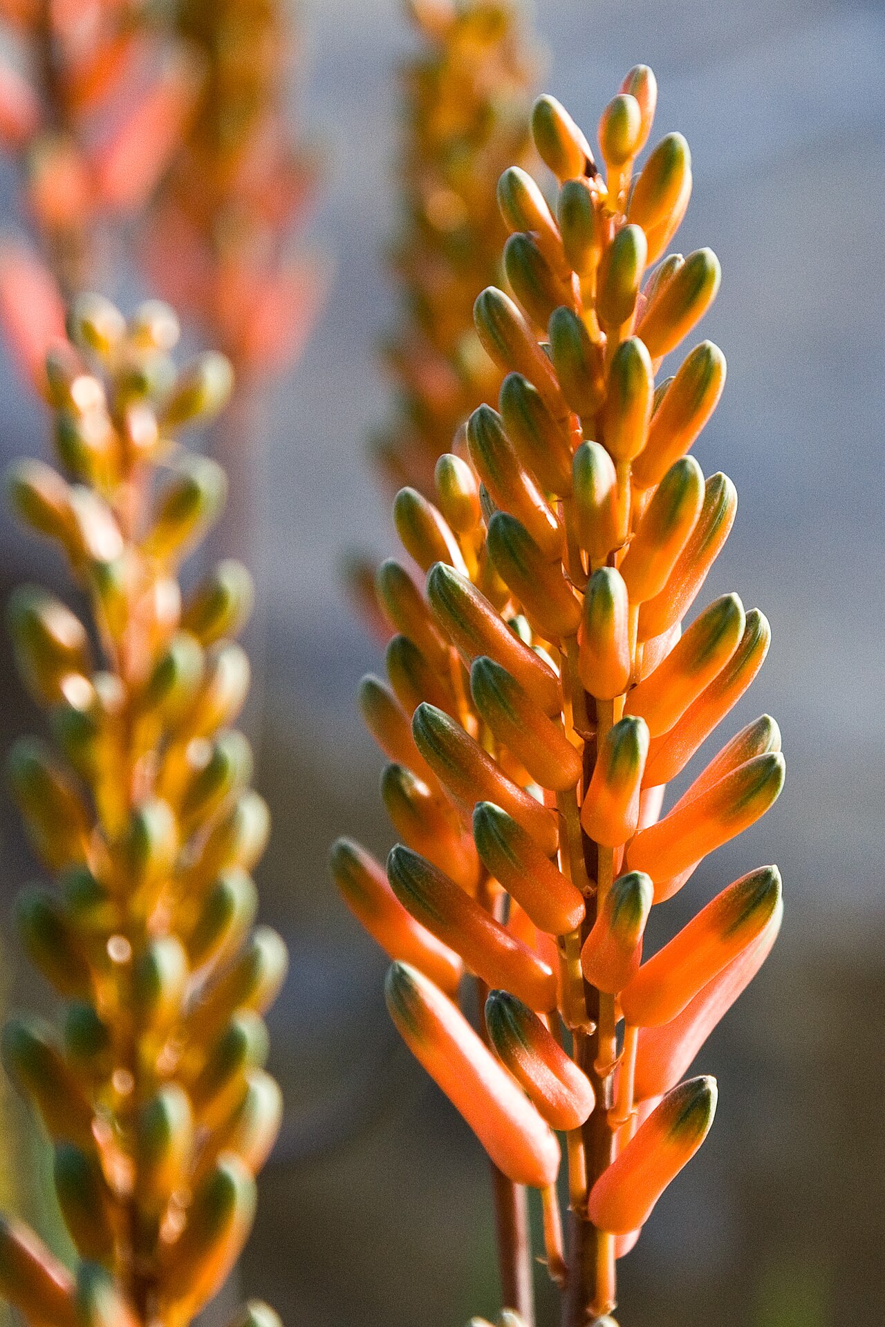 Dawe's aloe.: Aloe dawei, Knospen kurz vor der Blüte.