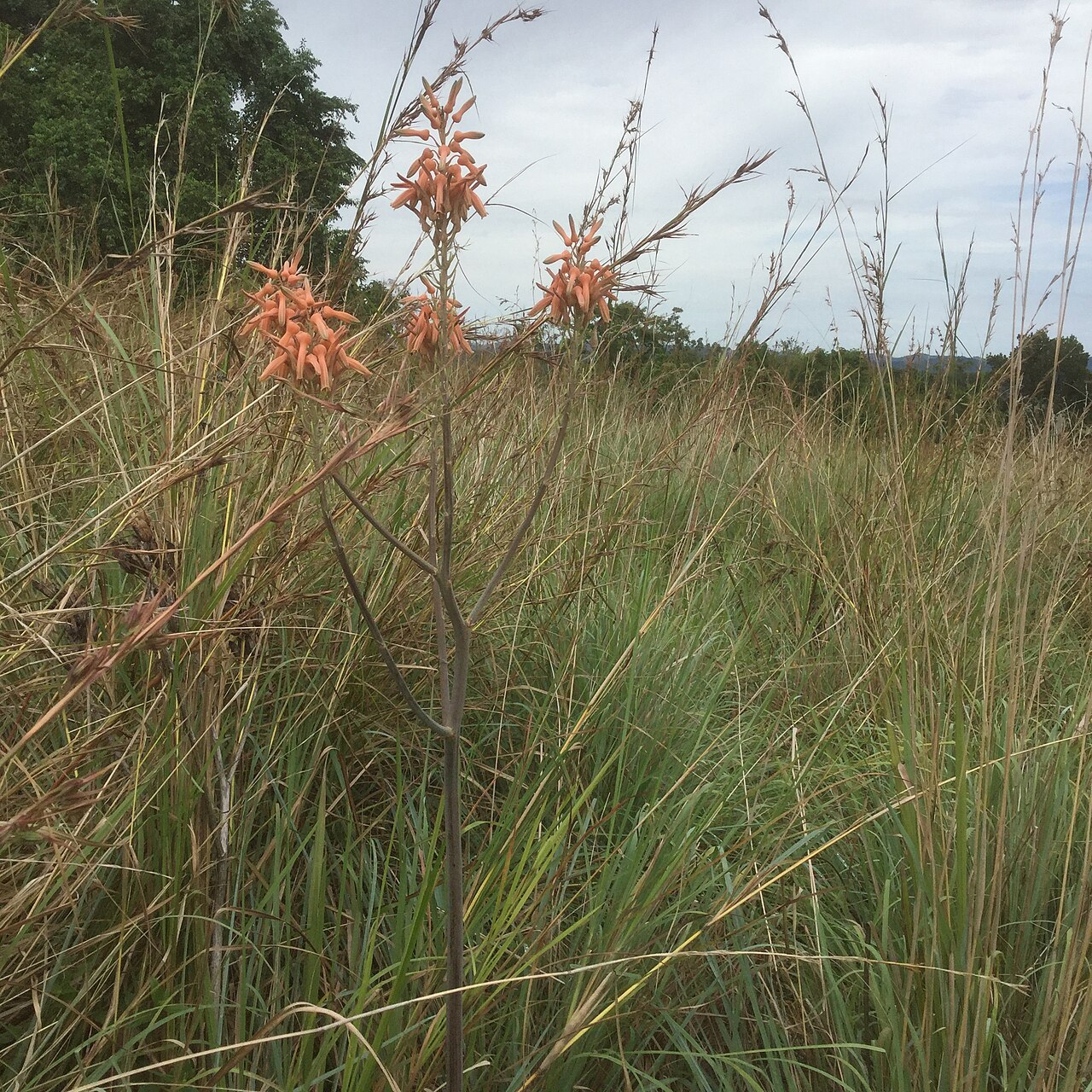 Dawe's aloe.: Aloe flower