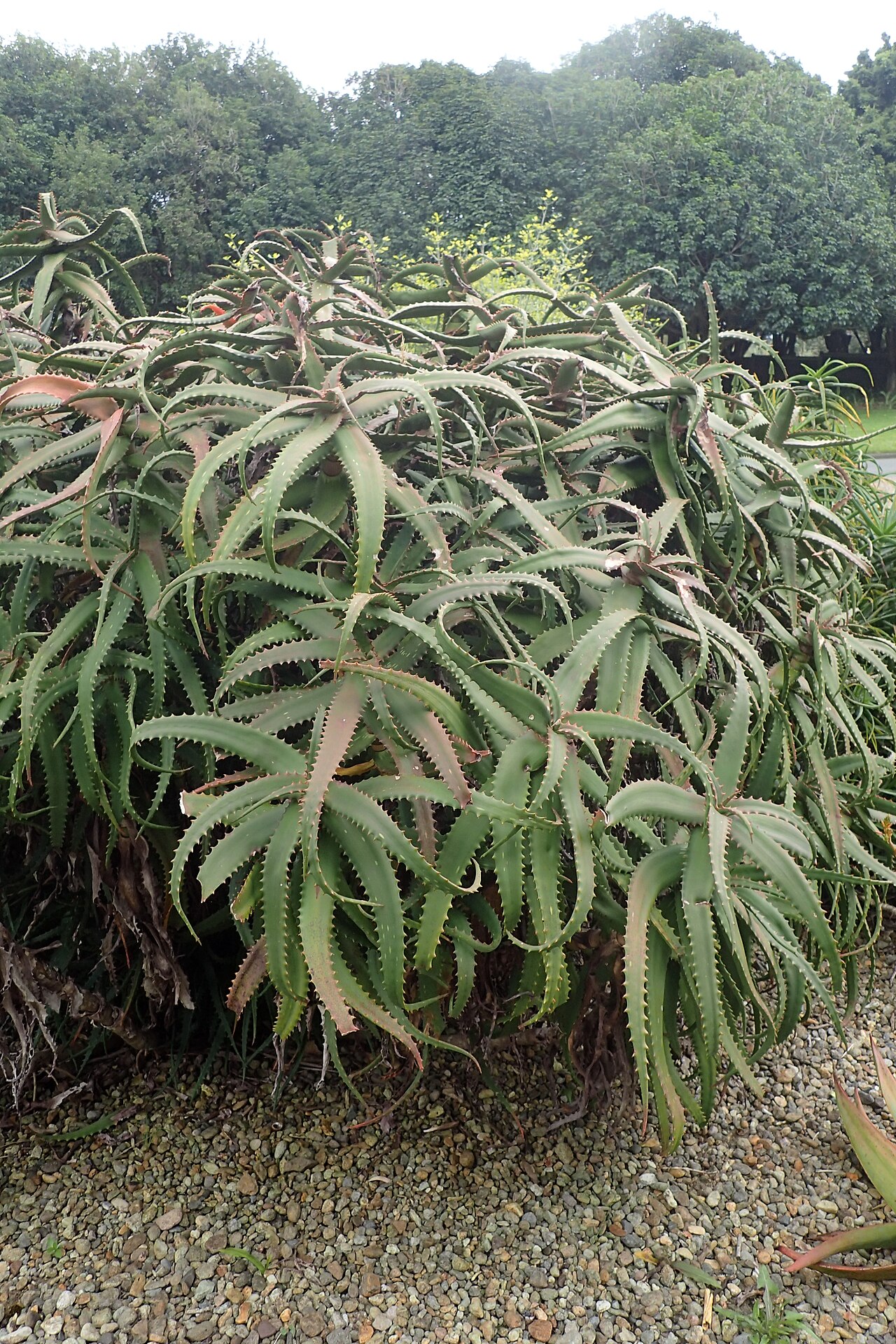 Dawe's aloe.: Aloe dawei in Auckland Botanic Gardens