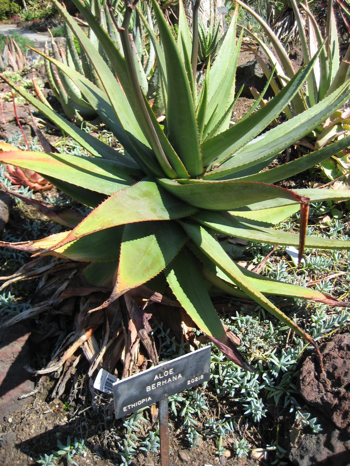 Aloe debrana: Photographed at Huntington Gardens (Los Angeles) in March