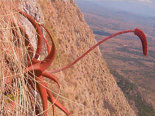 Aloe decurva: Aloe decurva at the type location: Mount Zembe, Mozambique.