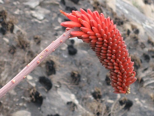 Aloe decurva: Inflorescence of Aloe decurva at Mount Zembe, Mozambique. 1000 m.a.s.