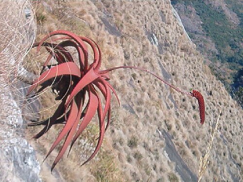 Aloe decurva: Aloe decurva, flowering at Mount Zembe, Mozambique. 1000 m.a.s.