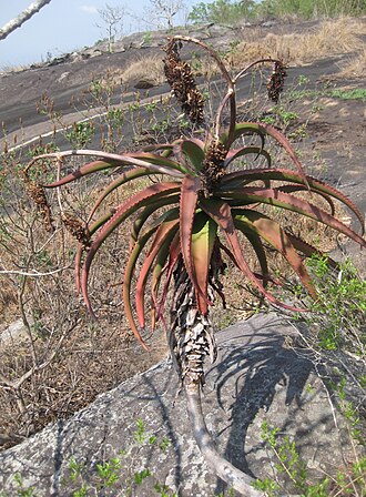 Aloe decurva: This unidentified Aloe species has a branched inflorescence unlike the unbranched inflorescence of Aloe decurva. The other difference is that it has a long stem