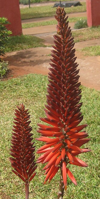 Aloe decurva: Aloe decurva x arborescens 2