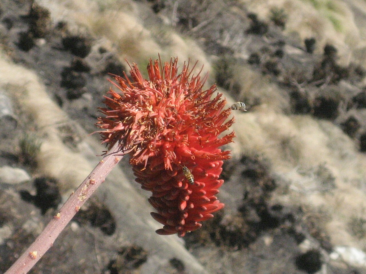 Aloe decurva: 2 different pollinating insects on the raceme of Aloe decurva, about 1200 m.a.s. on Mount Zembe, the type location of this endemic species.
