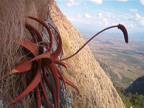 Aloe decurva: Aloe decurva at the type location, Mount Zembe, Mozambique. June 2006.