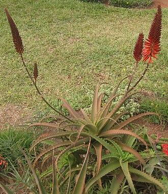 Aloe decurva: I made this interspecific hybrid between Aloe decurva (female parent) and A. arborescens. Flower color is like in A. decurva. Erect inflorescence is like in A.