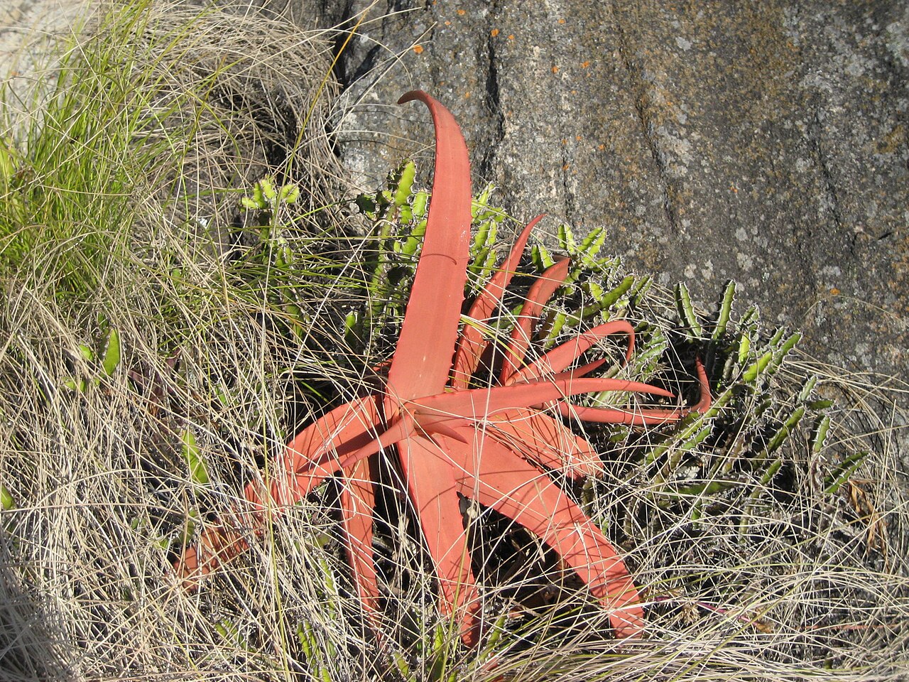 Aloe decurva: A vegetative plant of Aloe decurva, on Mount Zembe, together with Euphorbia sp.