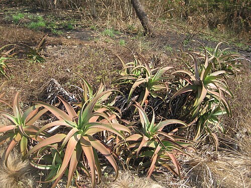 Aloe decurva: An undescribed Aloe species from Nampula province in Mozambique. Some similarities with Aloe decurva from Mount Zembe. However, this unidentified species is a b