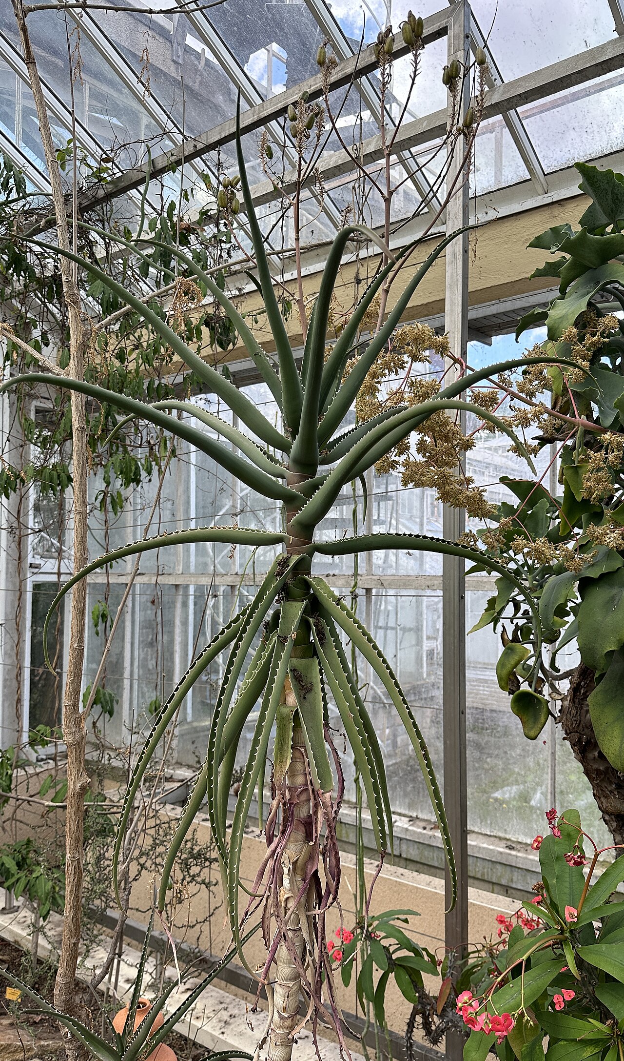 Aloe deinacantha: Aloe deinacantha im Botanischen Garten Meise, Belgien
