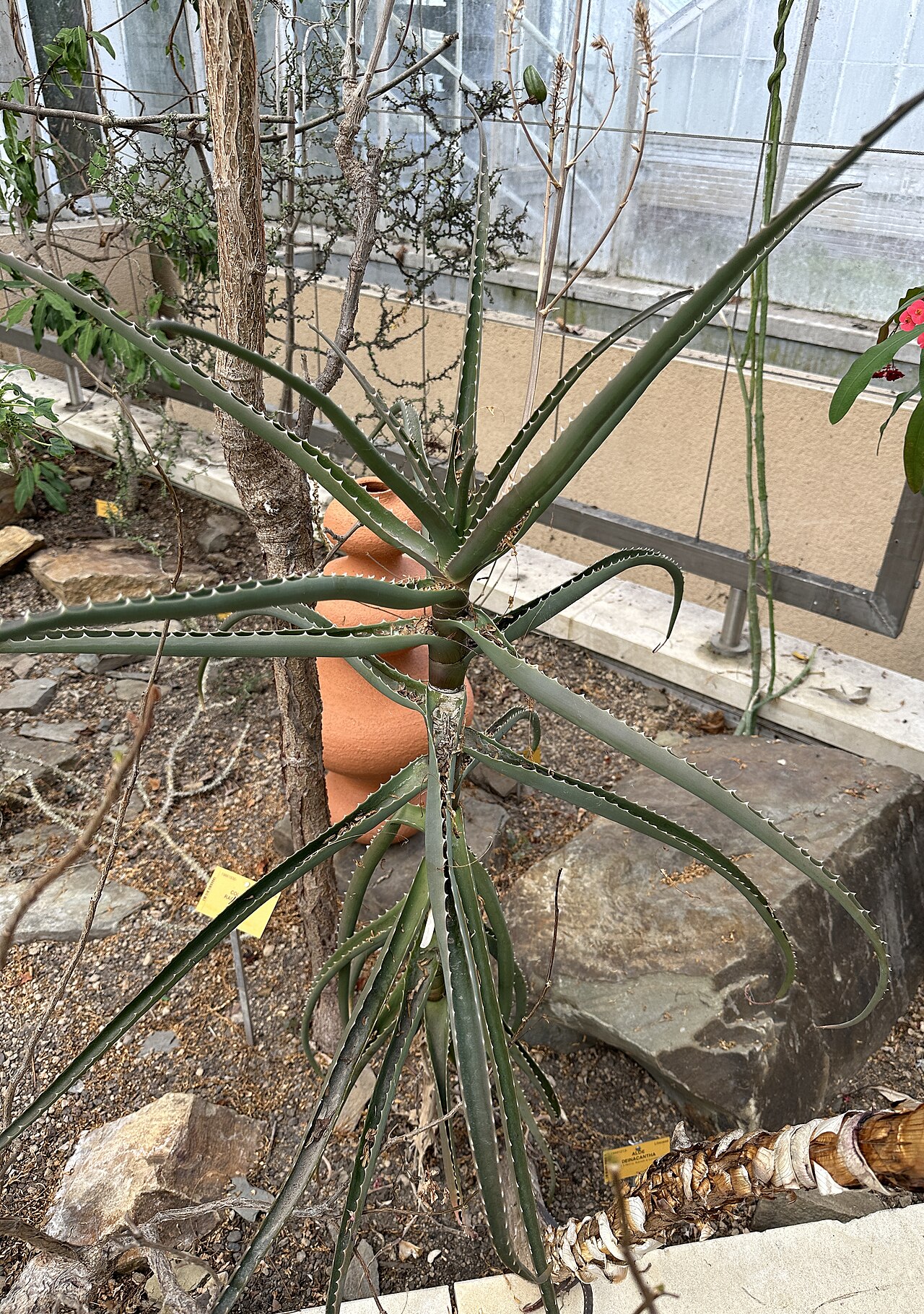 Aloe deinacantha: Aloe deinacantha im Botanischen Garten Meise, Belgien