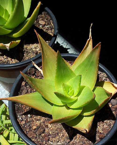 Delta-shaped aloe: Aloe deltoideodonta - RSA