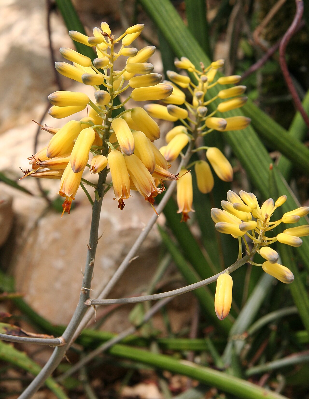 Aloe deserti: Aloe deserti in der Sukkulenten-Sammlung Zürich