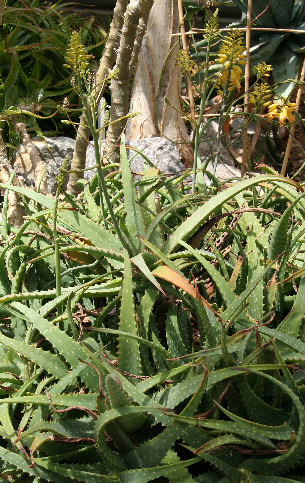 Aloe deserti: Aloe deserti in der Sukkulenten-Sammlung Zürich
