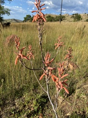 Aloe dewetii (Aloe dewetii)