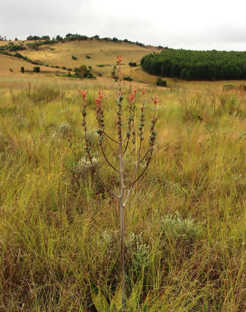 Aloe dewetii (Aloe dewetii)
