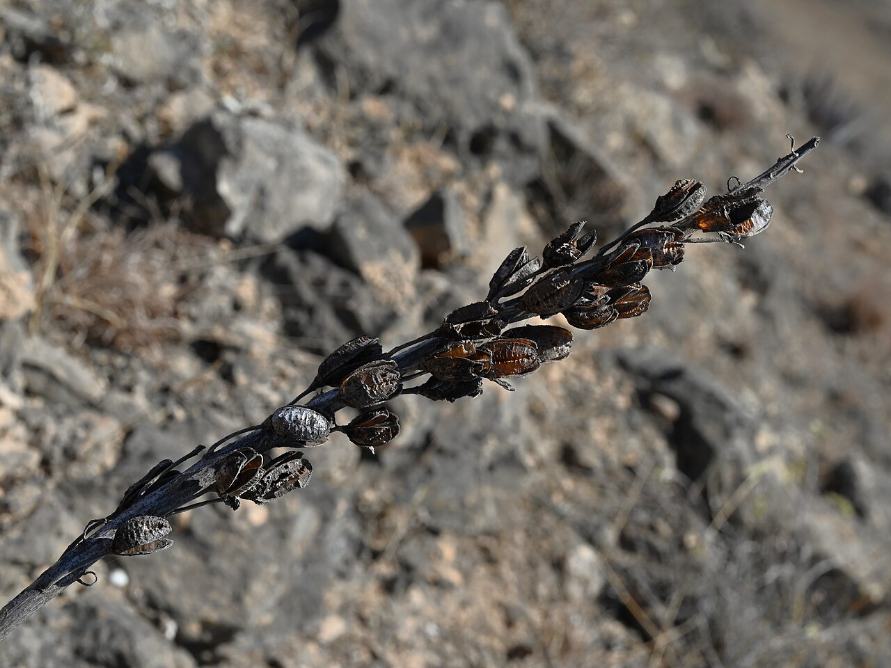 Aloe dhufarensis: Aloe dhufarensis near Afoul Beach SW from Mughsail, Dhofar, Oman