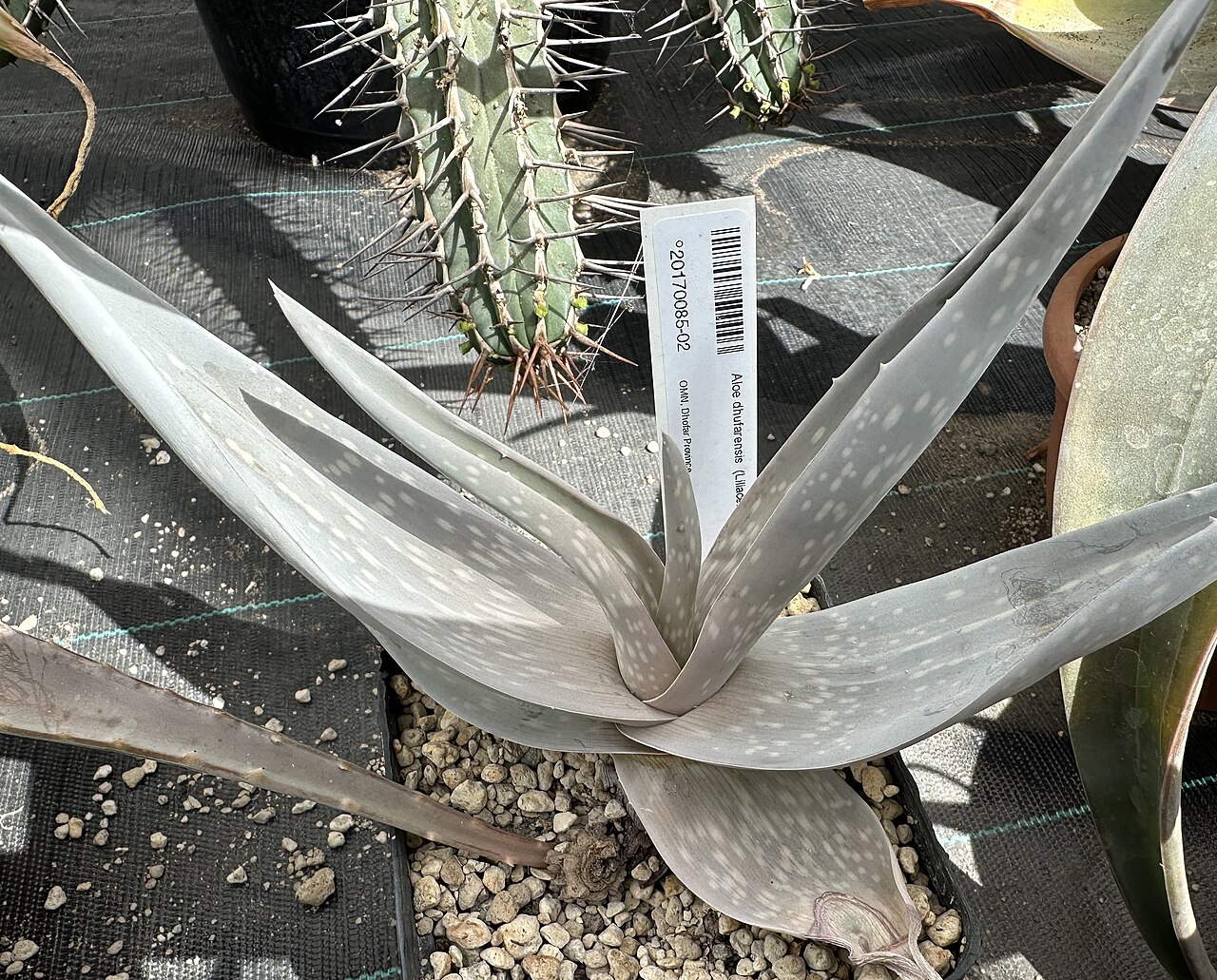 Aloe dhufarensis: Aloe dhufarensis im Botanischen Garten Meise, Belgien