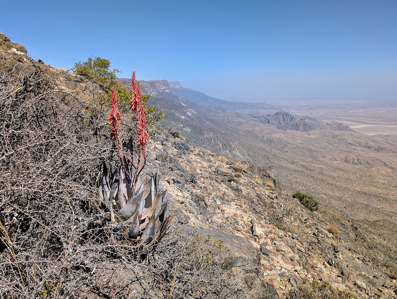 Aloe dhufarensis: Aloe dhufarensis on Jabal Samhan, Dhofar, Oman