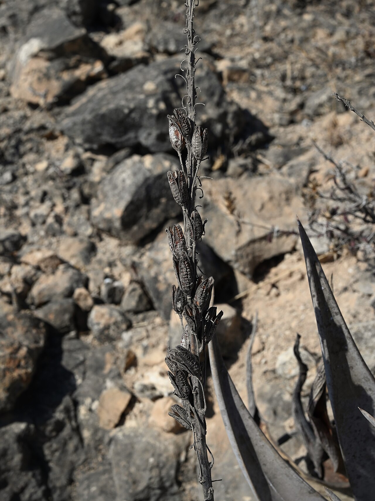 Aloe dhufarensis: Aloe dhufarensis near Afoul Beach SW from Mughsail, Dhofar, Oman