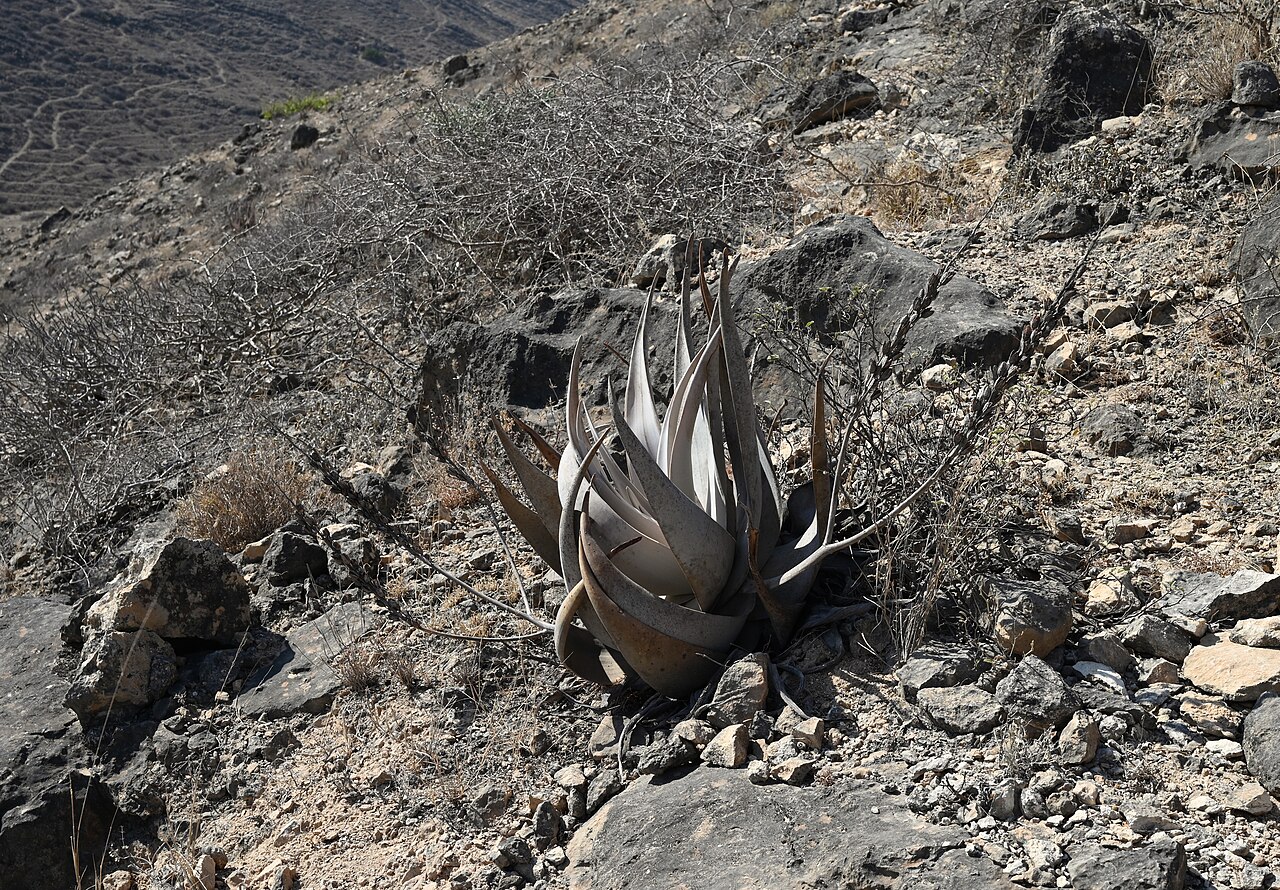 Aloe dhufarensis: Aloe dhufarensis near Afoul Beach SW from Mughsail, Dhofar, Oman