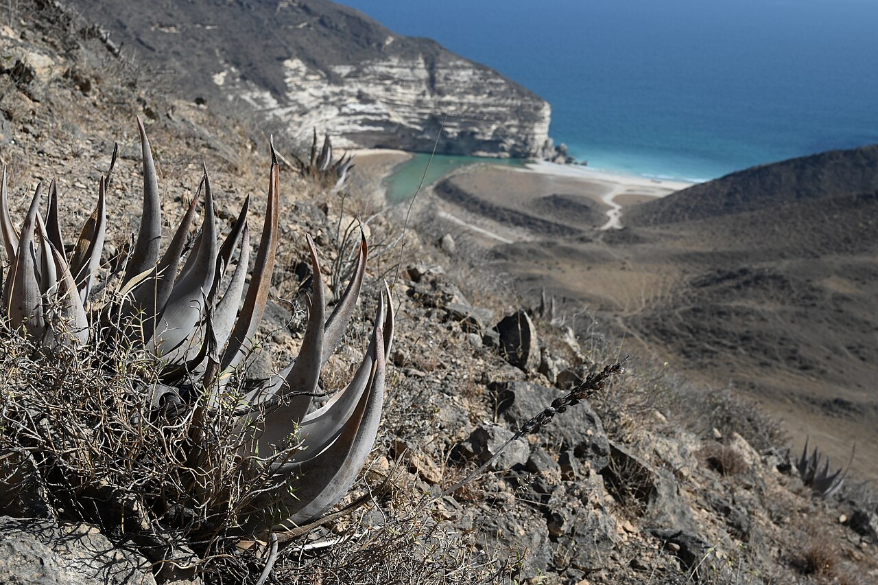 Aloe dhufarensis: Aloe dhufarensis near Afoul Beach SW from Mughsail, Dhofar, Oman